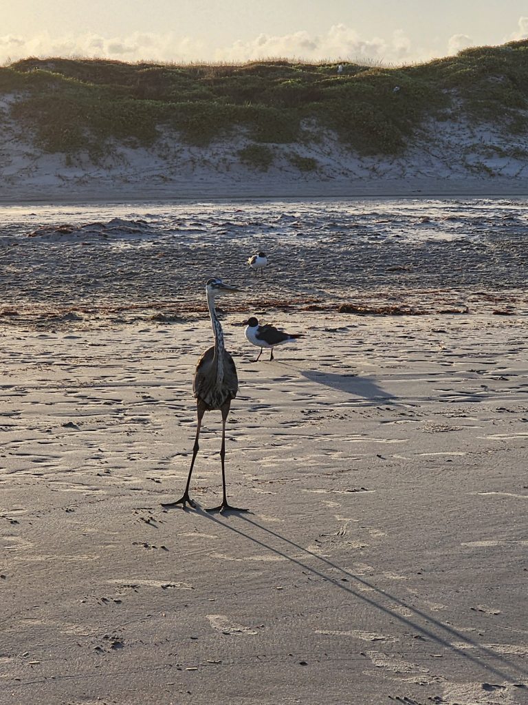 listening to the birds at the beach